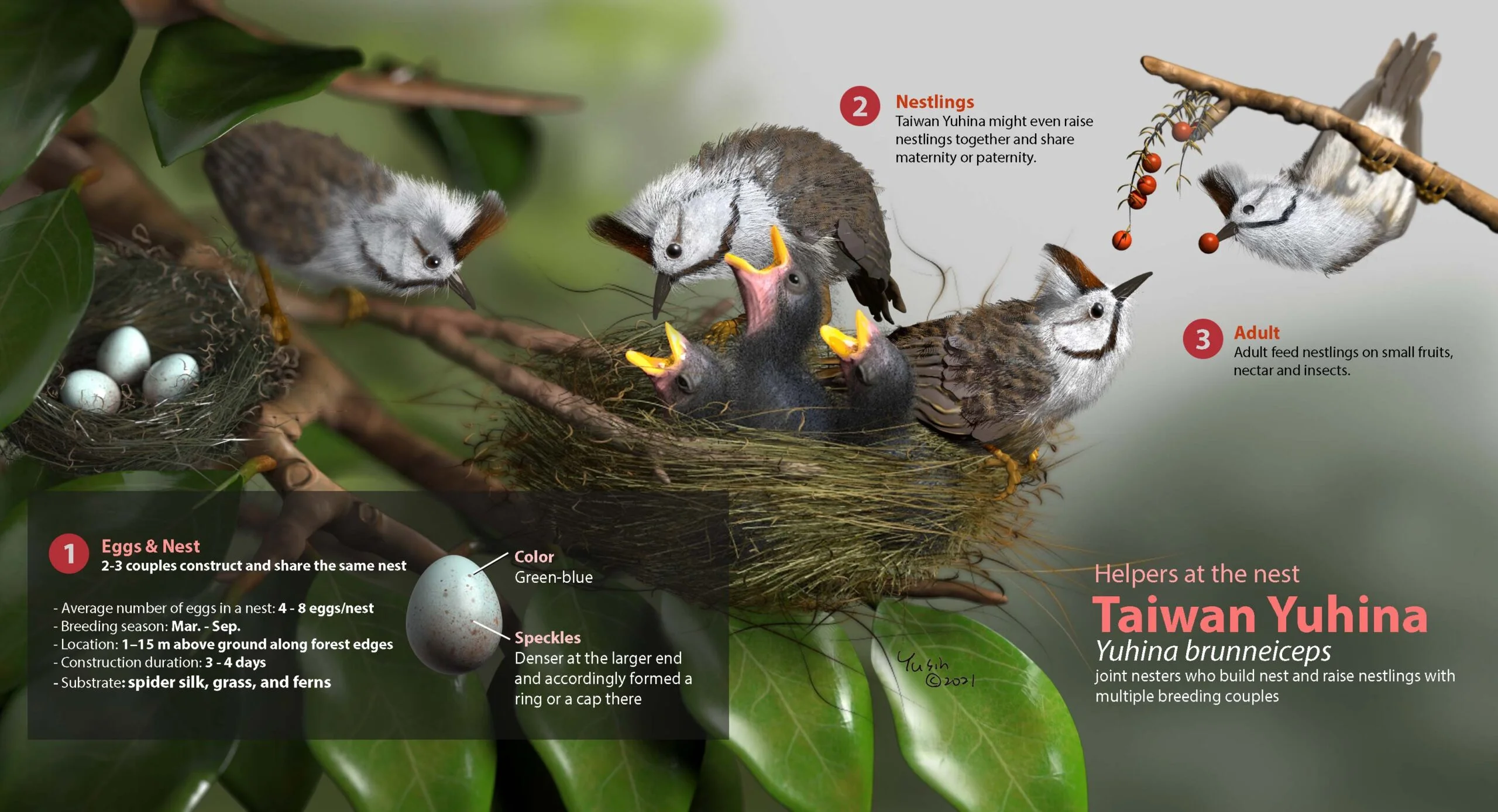 Taiwan Yuhina Poster